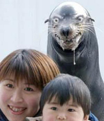 La foca vigila... Wtf